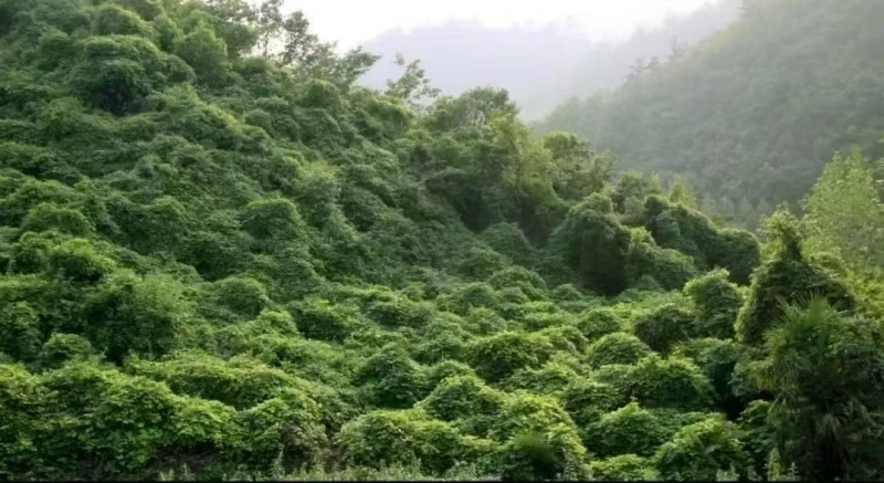 1778548226771535.jpg 野生葛根生長(zhǎng)環(huán)境圖.jpg