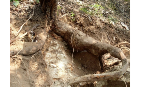 葛根粉：認準 10 年黃金期，拒絕 “年份噱頭”