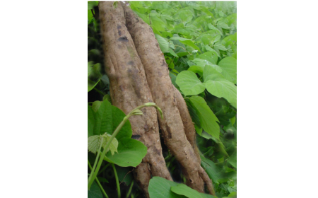 吃了這么多年的野生葛根粉，你吃對(duì)了嗎？