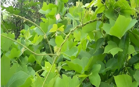 七夕寵妻狂魔就選它！二月風(fēng)雙有機(jī)野生葛根粉，健康又有文化味 