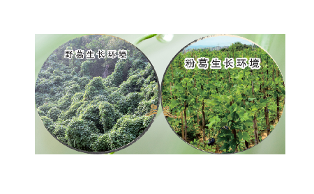 高學(xué)歷養(yǎng)生黨親測(cè)：這款雙有機(jī)野生葛根粉，憑什么成日常優(yōu)選？?