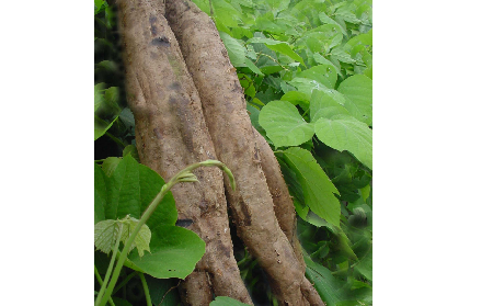 長期吃葛粉是養(yǎng)生還是傷身？科學解讀它的三大益處，讓你吃得更明白！