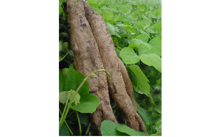 正宗的野生葛根粉，本質是淀粉嗎？探秘千年本草中的自然饋贈