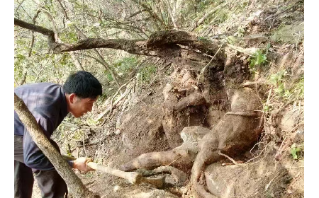 藏在隨州深山里的自然饋禮：二月風(fēng)有機(jī)野生葛根粉，守護(hù)孩子純粹成長