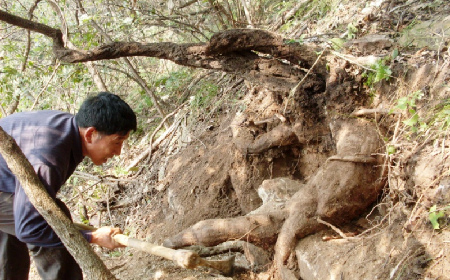 深山藏珍，二月風正在大量收購寒冬野生葛根
