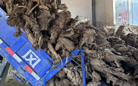 霜降采葛正當時！二月風大量收購霜降葛根，以匠心護品質(zhì)、以產(chǎn)業(yè)助增收