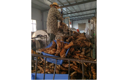 野生葛粉加工正當時，二月風匠心傳承好味道